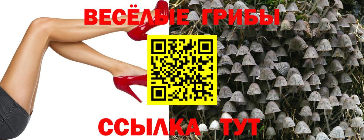 Советск  Псилоцибиновые грибы GOLDEN TEACHER  Вход с VPN  Псилоцибиновые грибы GOLDEN TEACHER 